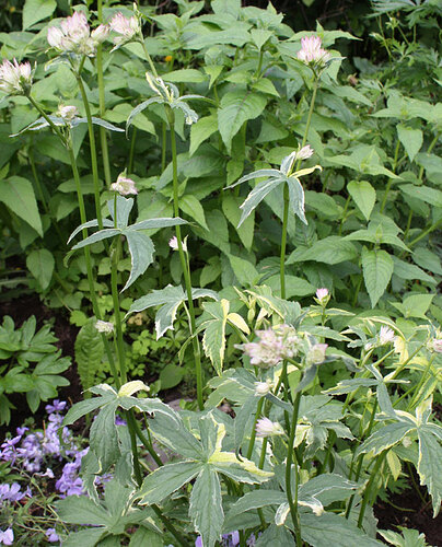 _tahtiputkivariegata