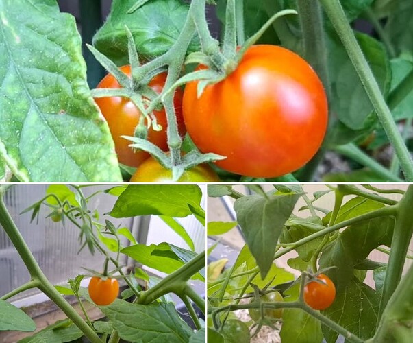 First ripe tomatoes
