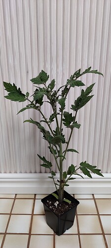 IMG_20250412_102756
