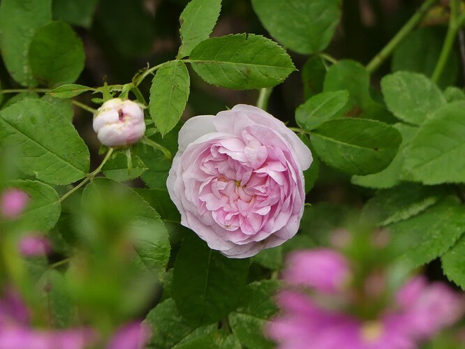 P1150957
