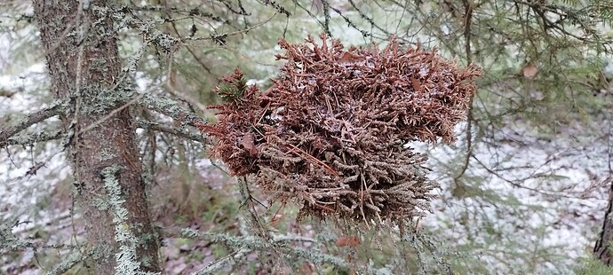 IMG_20241119_104041