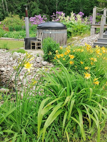 Taimivaihto 18.6.2025 Hennin luona 11