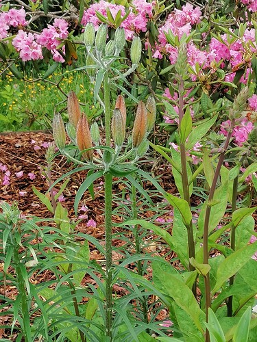 Taimivaihto 18.6.2025 Hennin luona 13