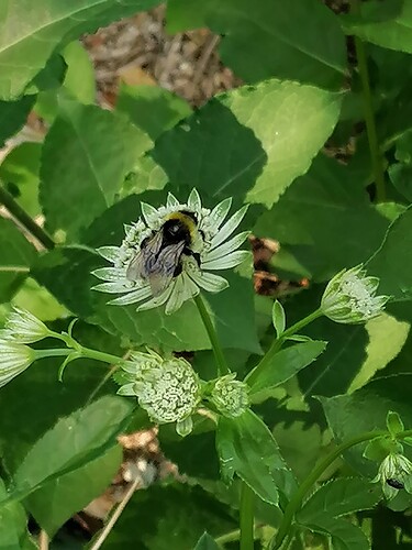 isotähtiputki 16.7.2021 1