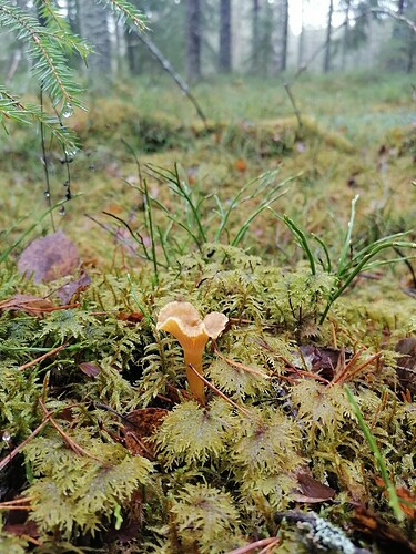 suppismetsällä 3.11.2025 3