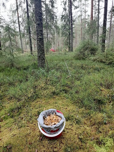 suppismetsällä 3.11.2025 5