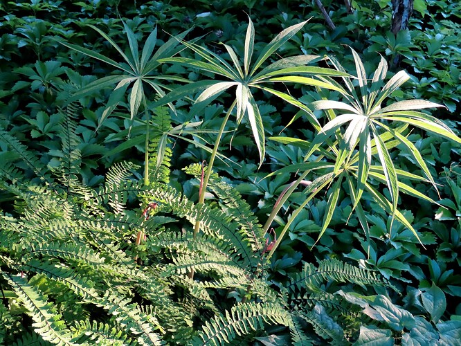 tarha-adiantumi ja palmukärsäkalla