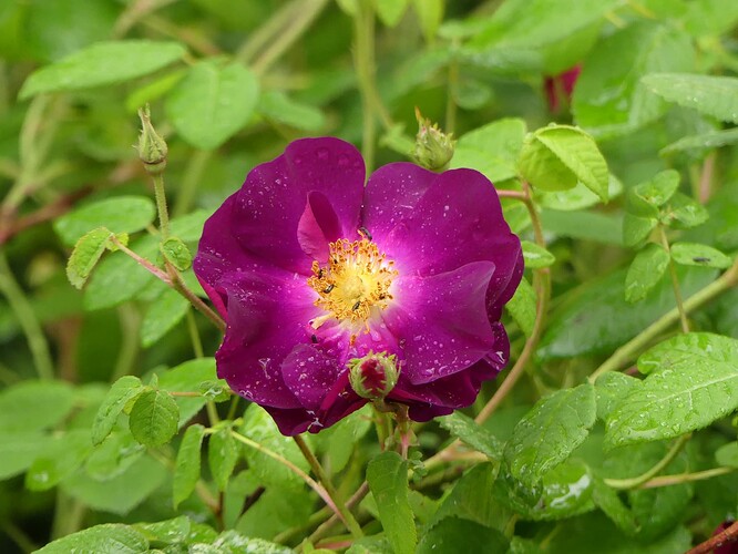 P1150945