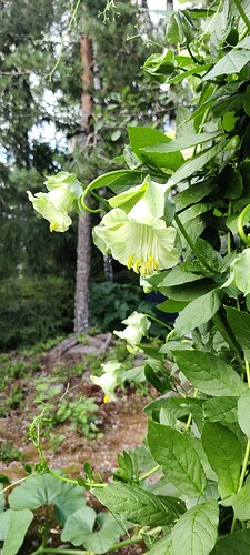 IMG_20250731_180910