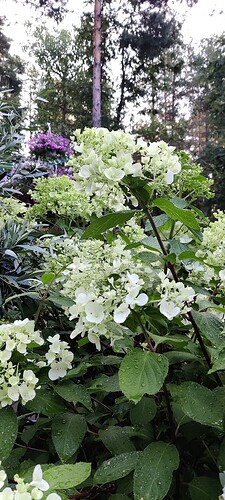 IMG_20250801_062002