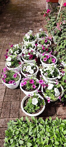IMG_20250503_145929