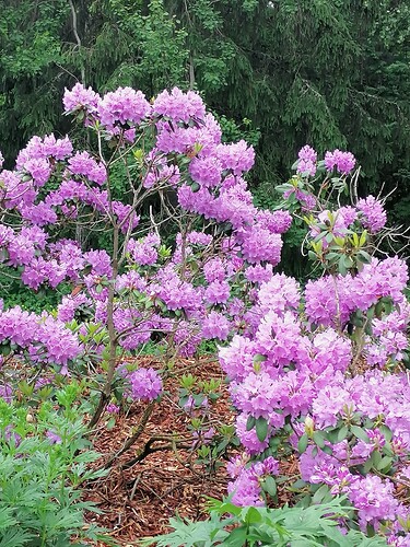 Taimivaihto 18.6.2025 Hennin luona 12