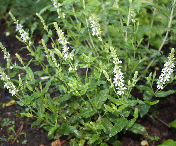 _lehtosalvia2