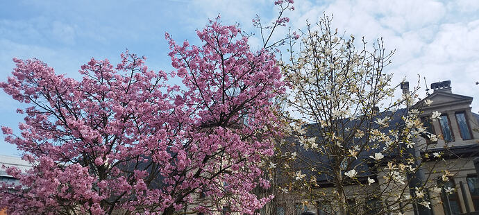 IMG_20260320_110620