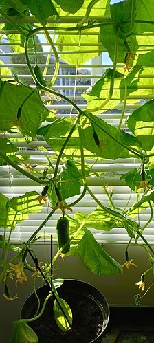 473597263_573435782166384_3797132488406675800_n