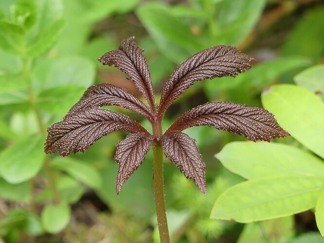 P1140978