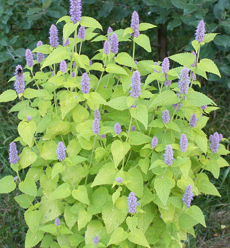 _anisiisogoldenjubilee