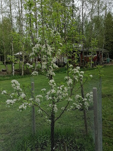 Päärynäpuu kukkii 23.5.2021 3