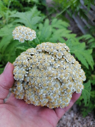 jättipietaryrtti 13.7.2025 2