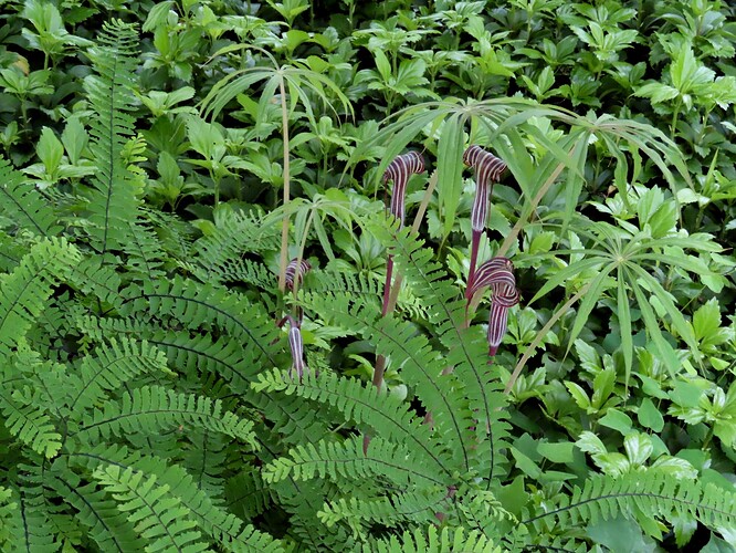 tarha-adiantumi ja palmukärsäkalla
