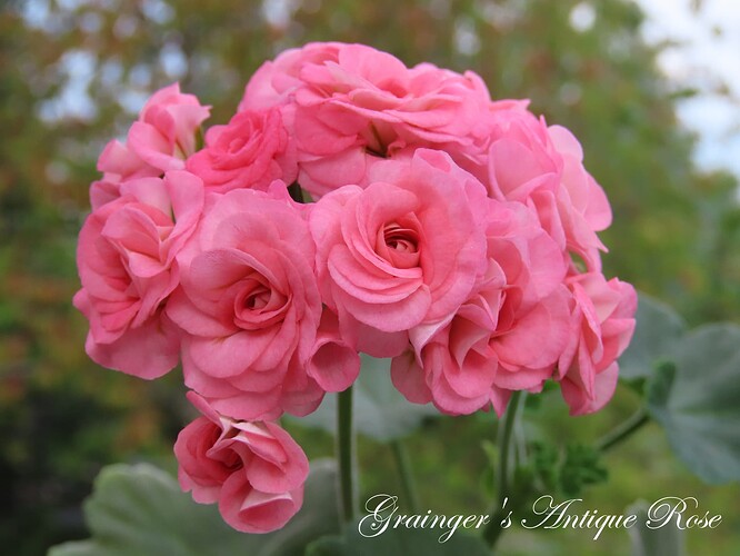 grainger's antique rose