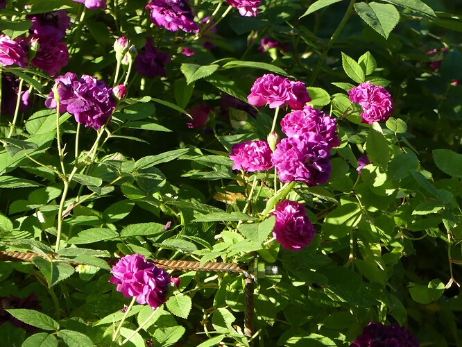 P1160477