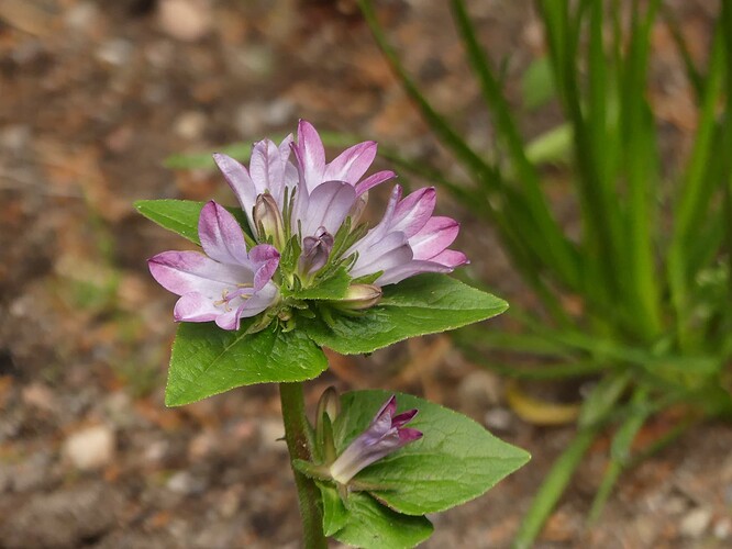 P1150817