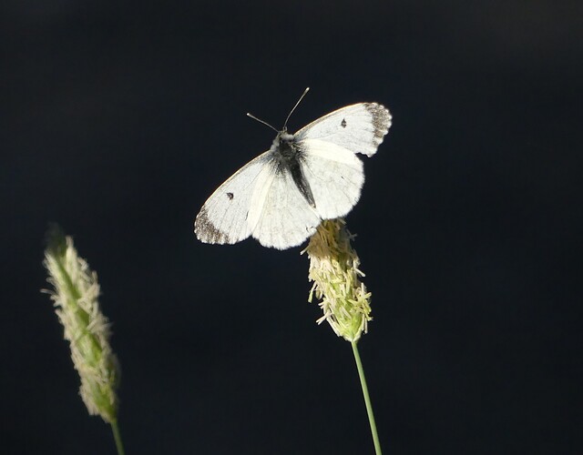 P1180717
