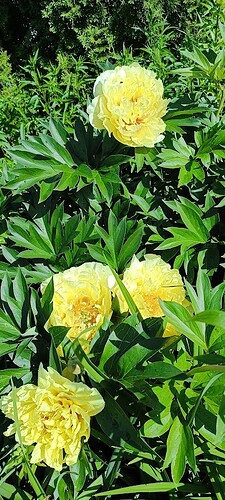 IMG20260624164257