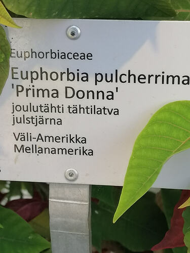 kasvitieteellinen Joulutähti 12.8.2026 2