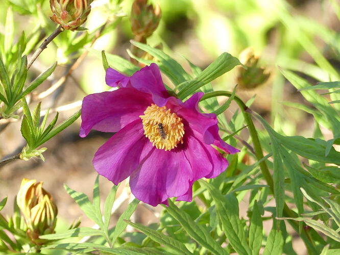 P1180735