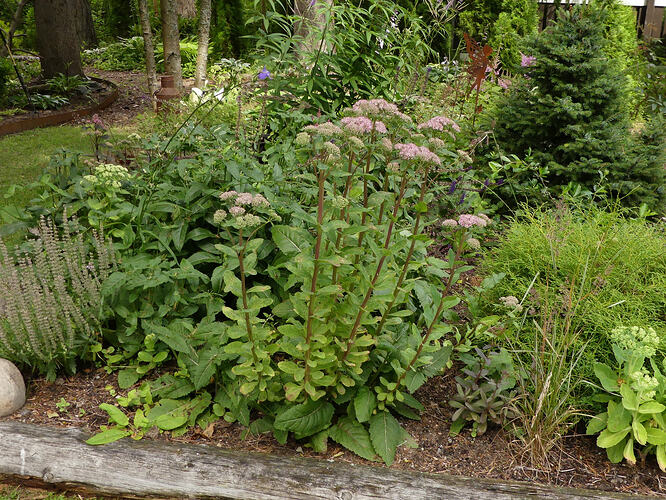 P1210908 – kopio