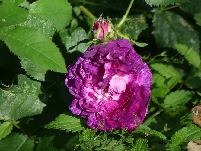 P1200741 – kopio