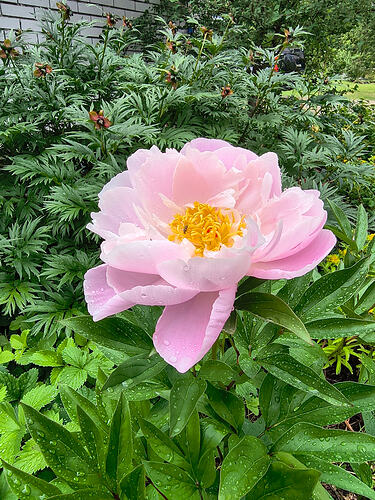 IMG_20260702_172556235_HDR