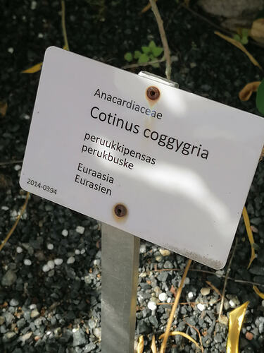 kasvitieteellinen Peruukkipensas 11.8.2026 1