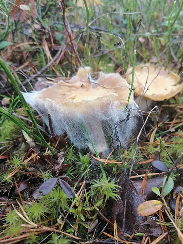 sienimetsän hunnutettu 13.9.2026 1