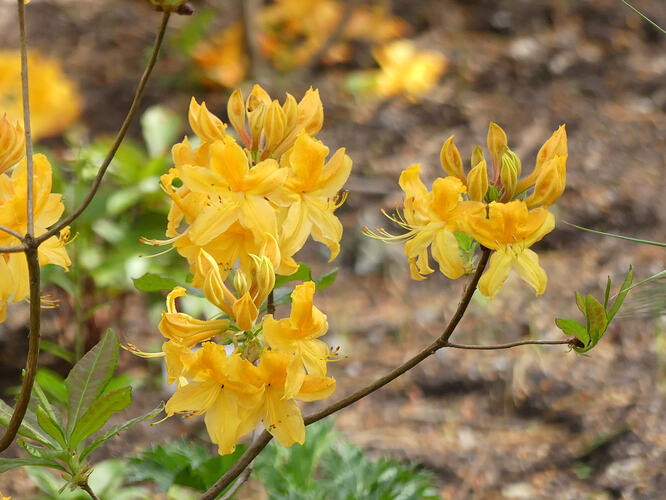 P1190435