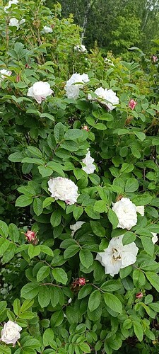 IMG20260609093117
