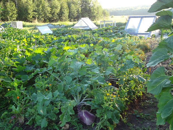 Elokuu 5 2014 Kasvimaa 002