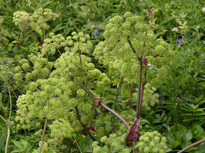 P1210127 – kopio