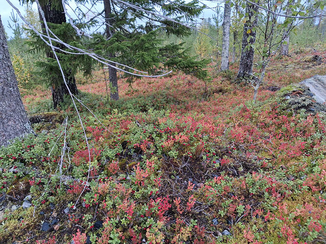 12142