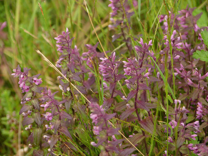 P1210146 – kopio