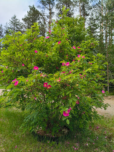 IMG_20260616_161313825_HDR