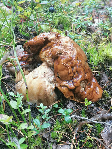 sienimetsän herkkutatti 13.9.2026