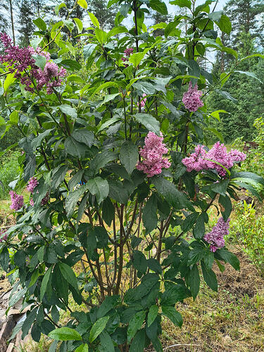 IMG_20260702_172453462_HDR