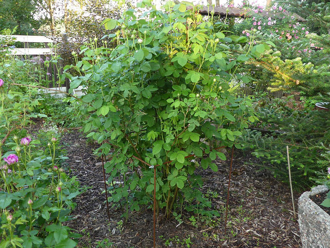 P1200715 – kopio