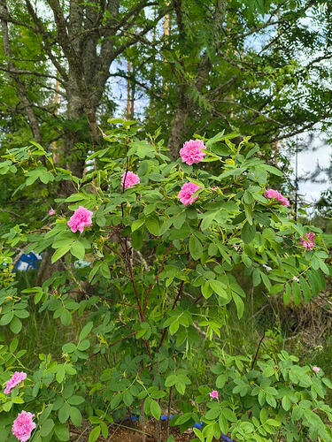 IMG_20260616_161231521_HDR