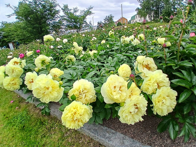 15966