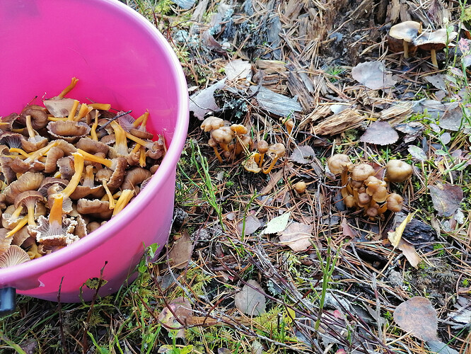 suppismetsä Elimäellä 6.10.2026 1