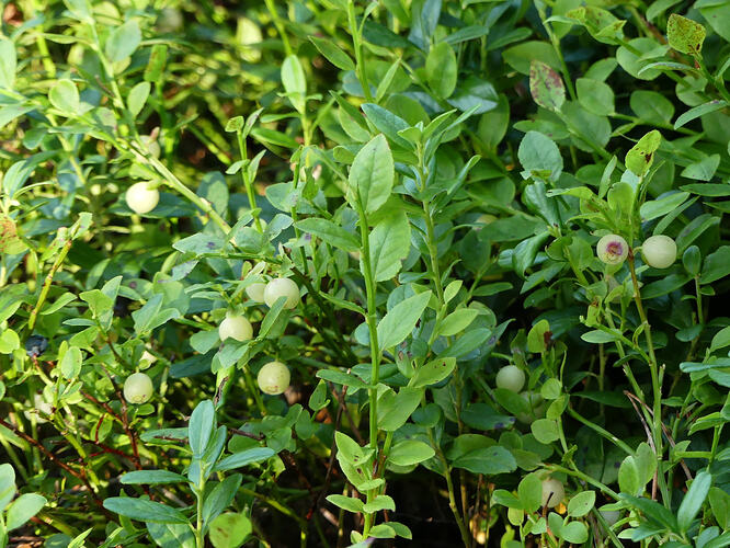 P1220114 – kopio